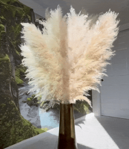 Large Pampas Grass uscat, conservat natural, 100cm, calitate premium, pentru decoruri