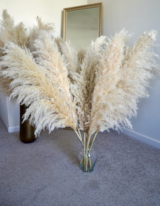Large Pampas Grass uscat, conservat natural, 100cm, calitate premium, pentru decoruri