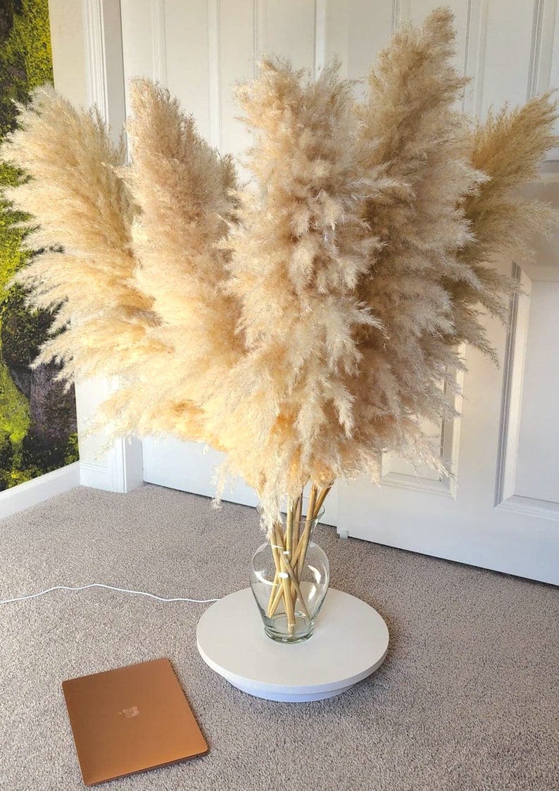 Large Pampas Grass uscat, conservat natural, 100cm, calitate premium, pentru decoruri